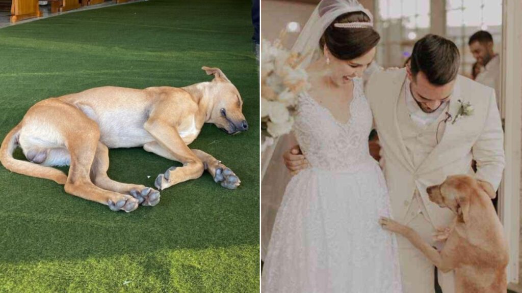 Cachorro de rua aparece em meio a cerimônia de casamento e acaba sendo adotado pelos noivos