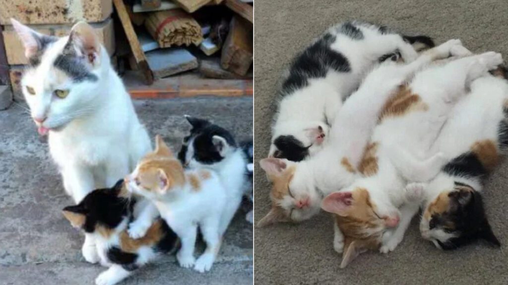 Mesmo sem ter nada o que comer, mamãe gata manteve seus filhotes seguros e alimentados