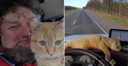Caminhoneiro adota gatinho de rua e ele se torna seu companheiro de viagem