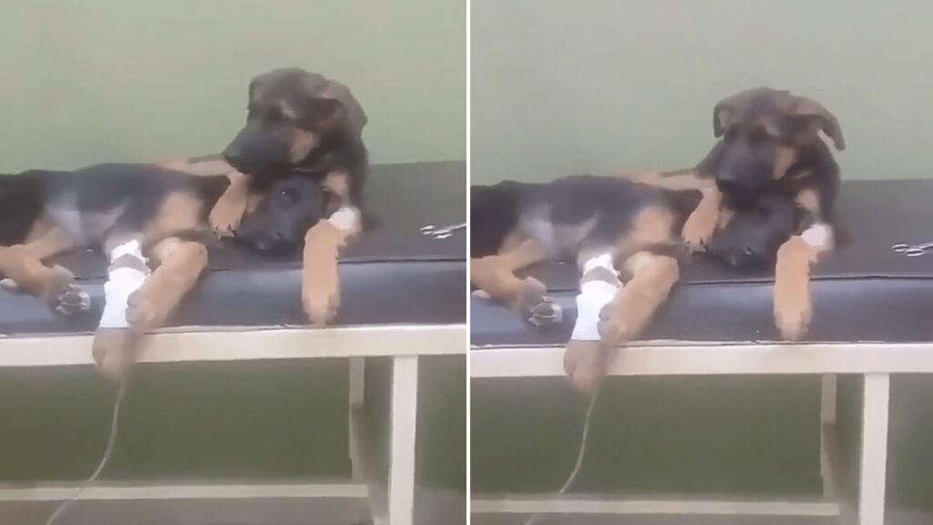 Cachorrinho conforta seu irmãozinho que havia acabado de sair do veterinário