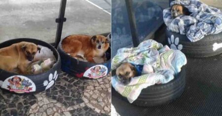 Rodoviária brasileira faz camas com pneus para proteger cachorros do frio