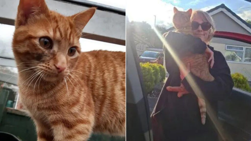 Gatinho caminha milhares de quilômetros para visitar sua antiga vizinha que lhe dava guloseimas