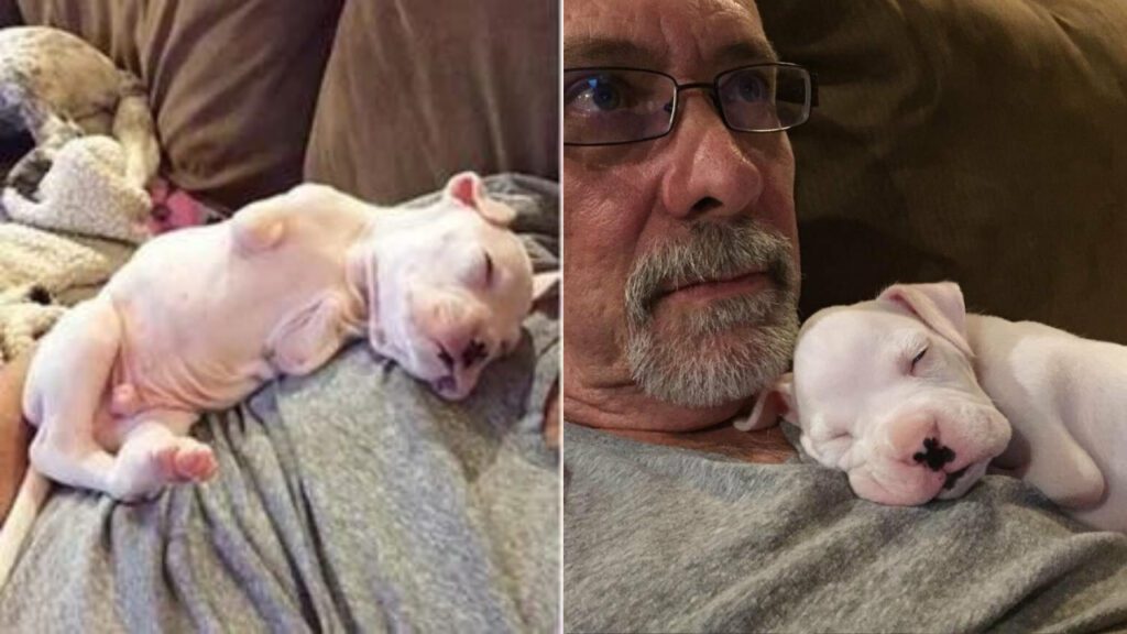 Homem se recusa a abandonar cachorrinho que nasceu sem patas e lhe dá uma segunda chance