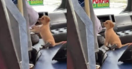 Motorista de ônibus leva seu cachorro para o trabalho para não deixá-lo sozinho em casa