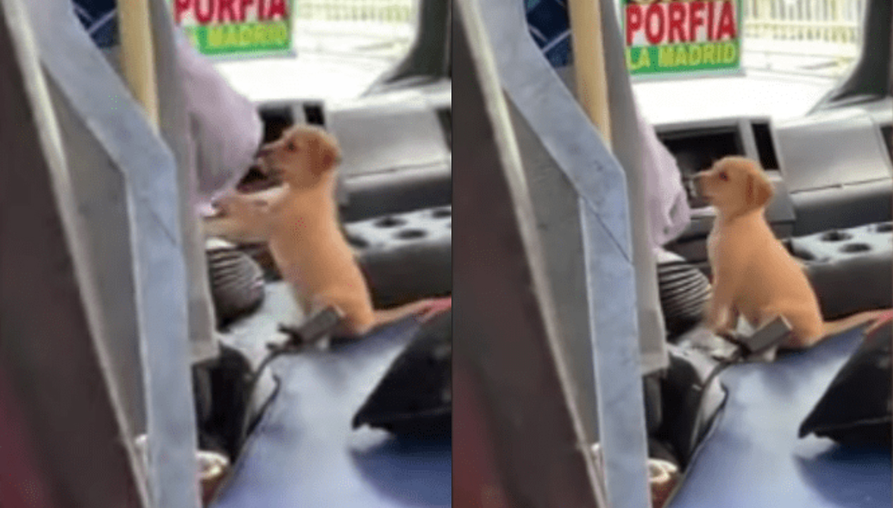 Motorista De ônibus Leva Seu Cachorro Para O Trabalho Para Não Deixá Lo