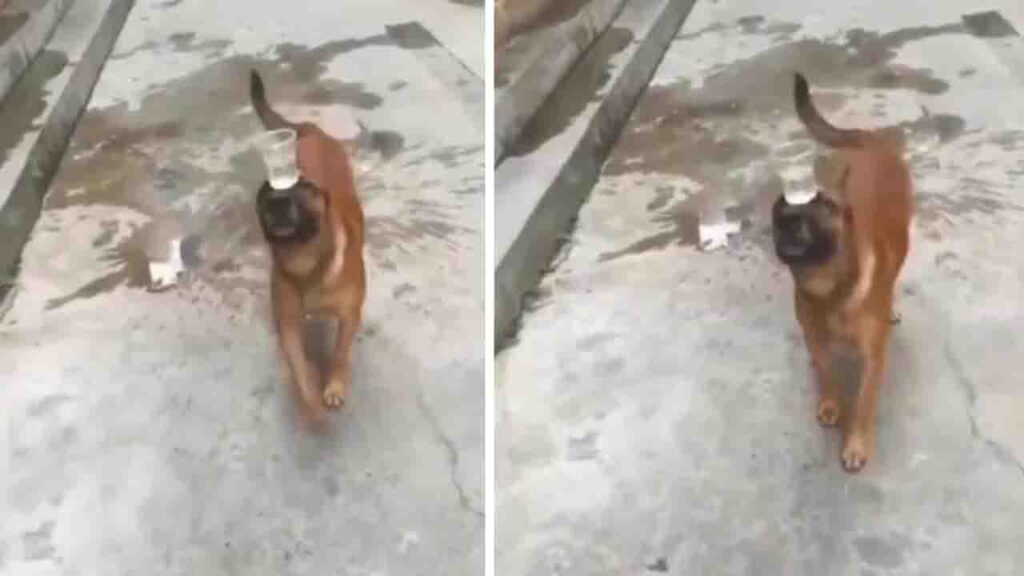 Cachorrinho surpreende ao equilibrar copo d’água na cabeça