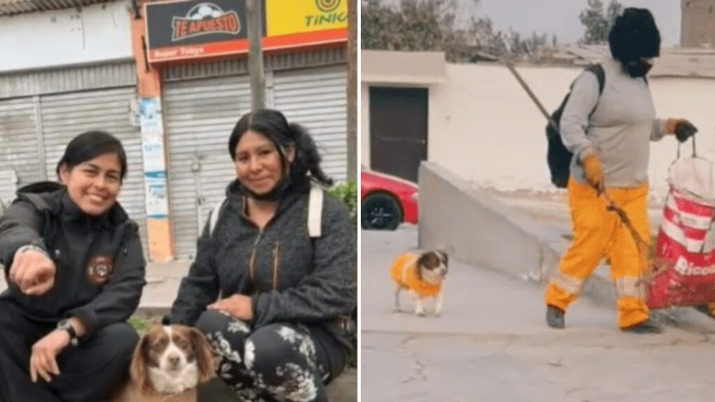 Cachorrinho acompanha a dona diariamente até o trabalho e tem até uniforme próprio