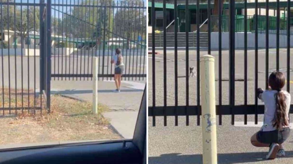 Gatinha que estava desaparecida há dois meses reconhece a voz de sua dona e corre até ela