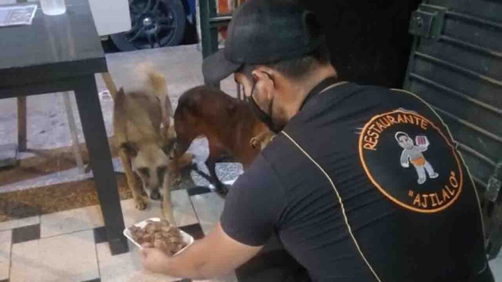 Restaurante separa comida e serve a cães de rua diariamente