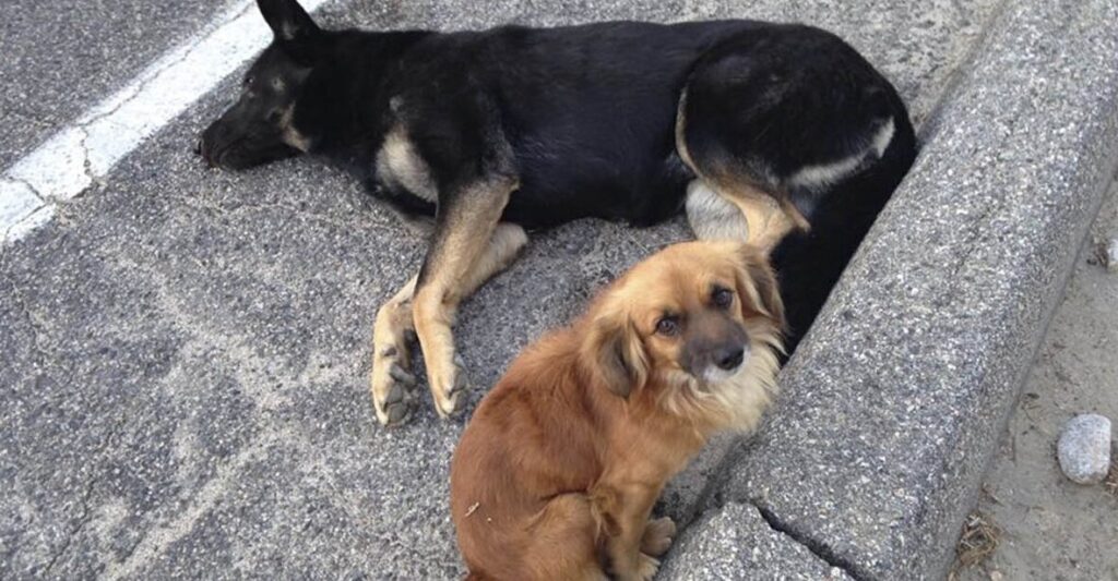 Cachorrinho permanece ao lado e protege sua amiga grávida até a ajuda chegar
