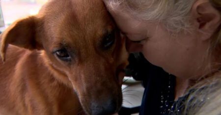 Caramelo é recebido com aplausos ao tentar invadir evento de cães de raça e é adotado logo em seguida