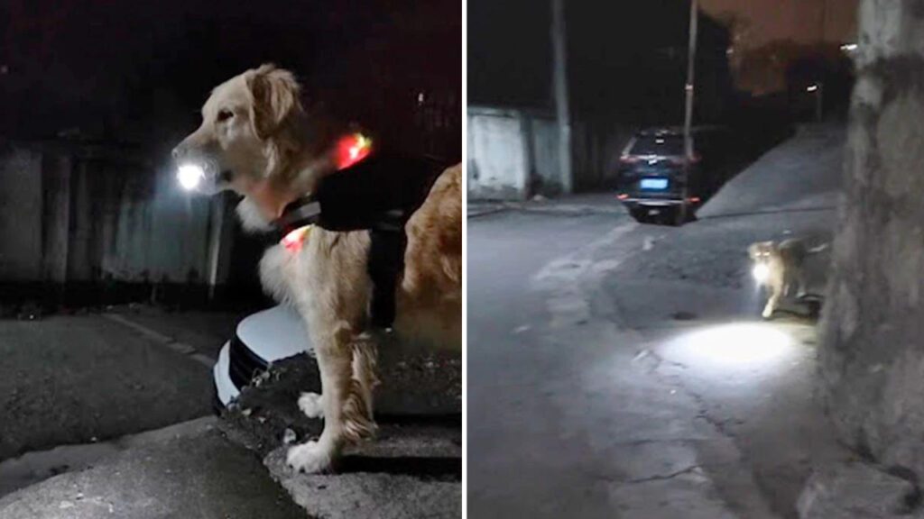 Cão espera todas as noites por sua dona com lanterna para protegê-la até em casa com segurança