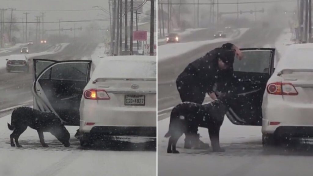Mulher atrai cachorro com comida para dentro do seu carro para salvá-lo de forte nevasca que se aproximava