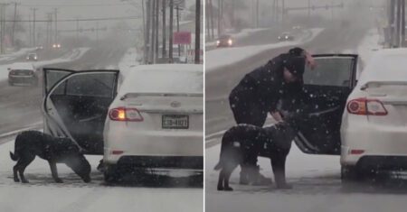 Mulher atrai cachorro com comida para dentro do seu carro para salvá-lo de forte nevasca que se aproximava