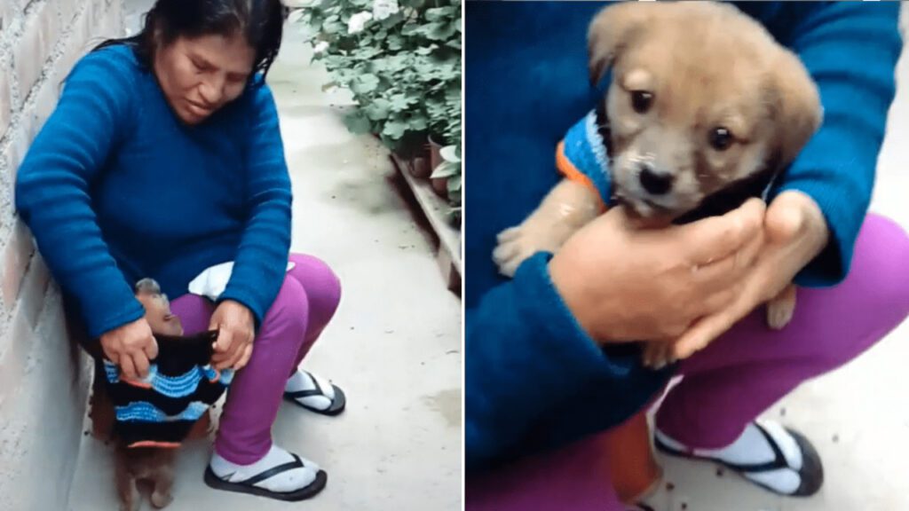 Mulher tricota mini casaco à mão para proteger seu amado cachorrinho do frio