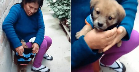 Mulher tricota mini casaco à mão para proteger seu amado cachorrinho do frio