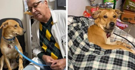 Médico se emociona e adota cachorrinho que não saiu do lado de seu dono após ele falecer