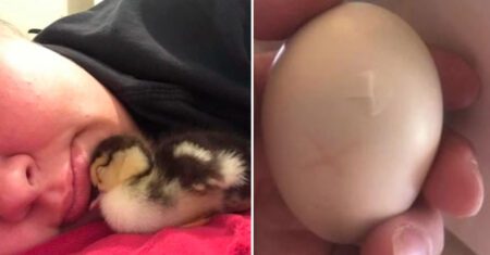 Mulher encontra ovo de pato quebrado e guarda no sutiã por 35 dias e salva patinho