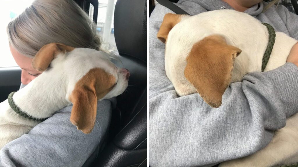 Cachorrinho resgatado das ruas se agarra fortemente à jovem que o resgatou