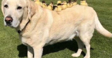 Cachorrinho se torna ‘pai’ de 15 patinhos órfãos que perderam à mãe