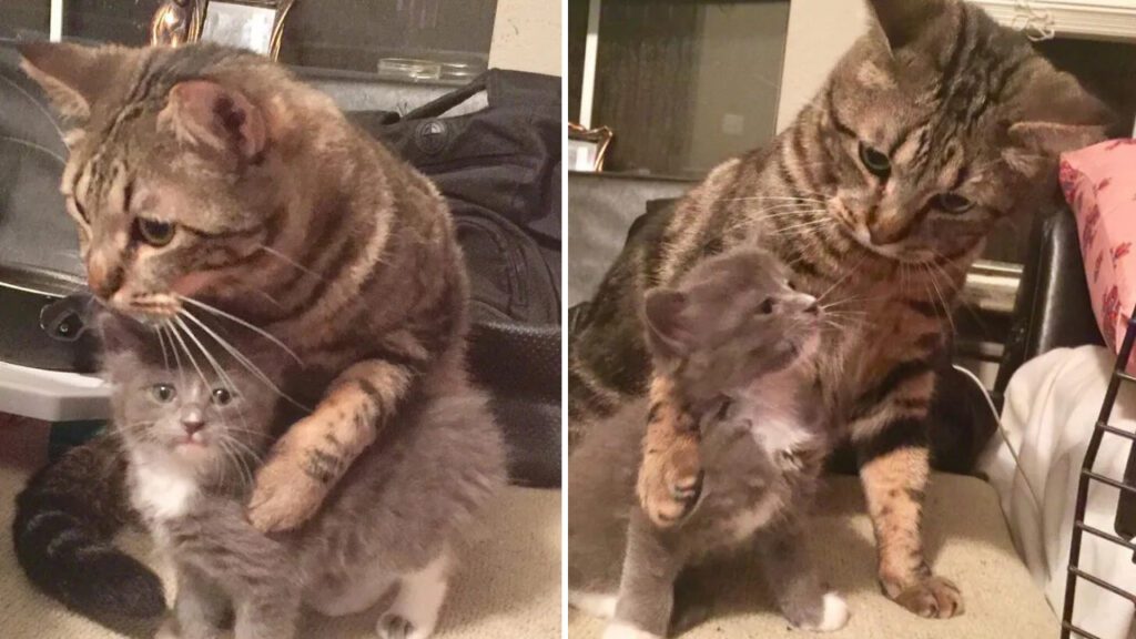 Gato acolhe e aquece gatinho resgatado das ruas e se torna o seu melhor companheiro