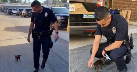 Cachorrinho solitário persegue policiais no meio da rua e é adotado por um deles
