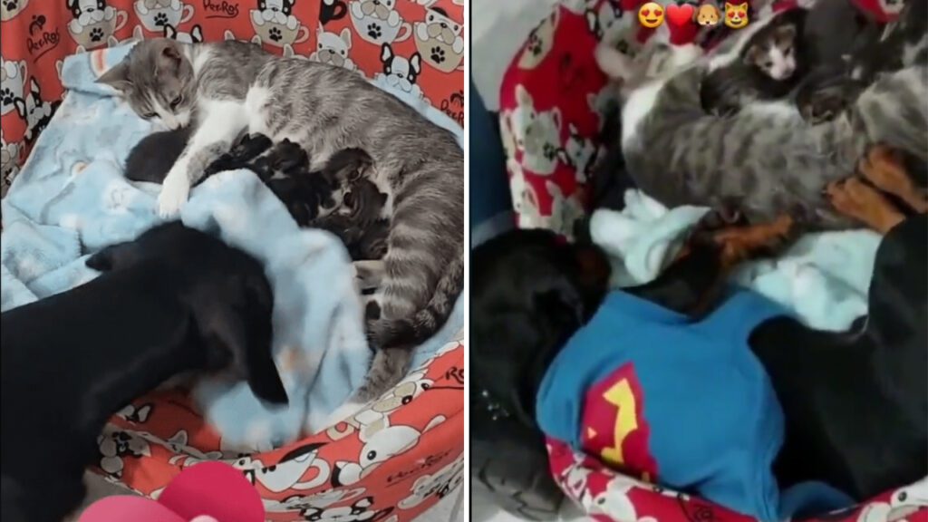 Cachorro ajuda ‘bebês’ gatinhos e os aconchegam para que não sintam frio