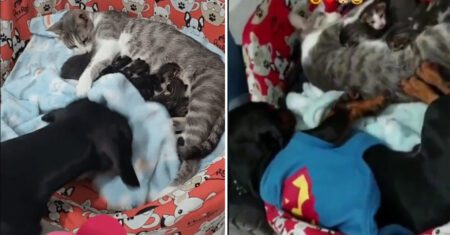 Cachorro ajuda ‘bebês’ gatinhos e os aconchegam para que não sintam frio