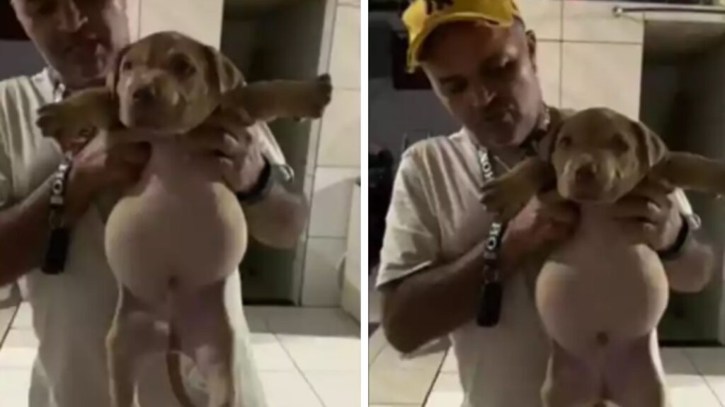 Cachorrinho rasga saco de ração, come tudo sozinho e diverte milhares de pessoas