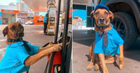 Cachorro é salvo por funcionários de posto de gasolina e agora é o novo funcionário da empresa