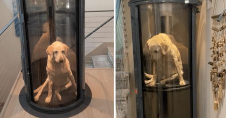 Cachorrinho idoso que não consegue mais se locomover ganha elevador próprio que sua família fez