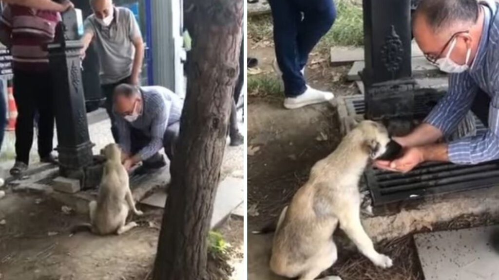 Homem dá água com as próprias mãos a um cãozinho abandonado e é elogiado