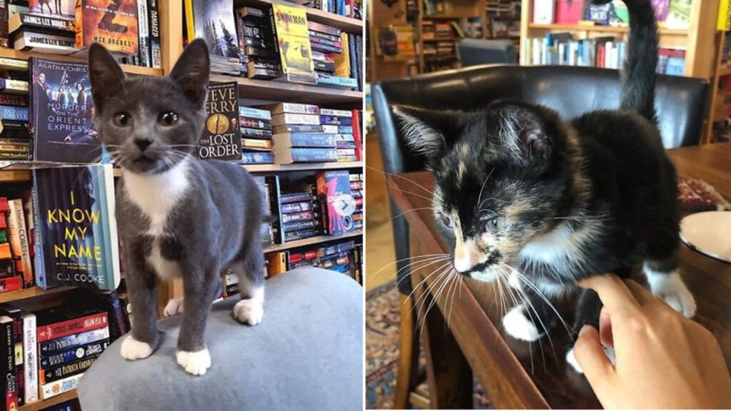 Livraria acolhe gatos de rua para que sejam adotados pelos leitores