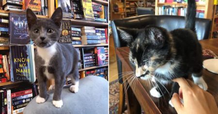 Livraria acolhe gatos de rua para que sejam adotados pelos leitores