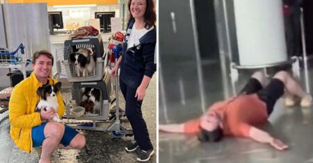 Homem se desespera ao saber que companhia aérea perdeu seus cães