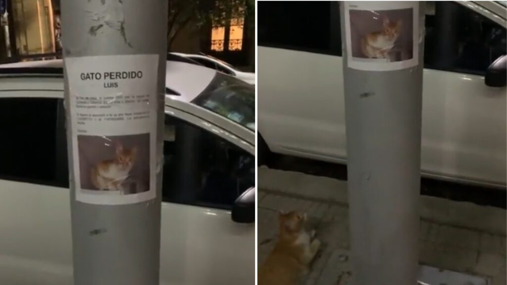 Gato perdido deita sob seu cartaz de procurado e encontra sua família logo depois