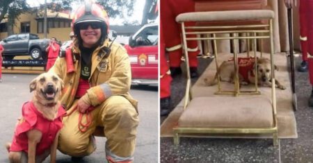Cachorro se recusa a ficar longe seu amado colega bombeiro que perdeu a vida