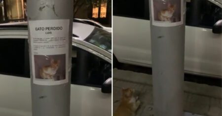 Gato perdido deita sob seu cartaz de procurado e encontra sua família logo depois