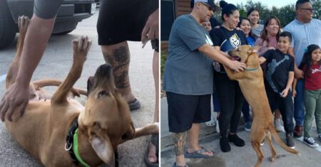 Família reencontra cachorrinha que estava perdida há um ano