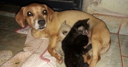 Cadelinha adota e alimenta três gatinhos que foram rejeitados pela mãe e os cria como se fossem seus