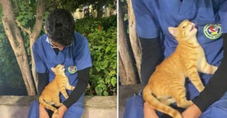 Gatinho carente se aconchega e agradece enfermeiro que trabalhou muito no turno da noite