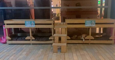 Loja adapta camas de madeira para ajudar cães de rua a se aquecerem em meio ao frio