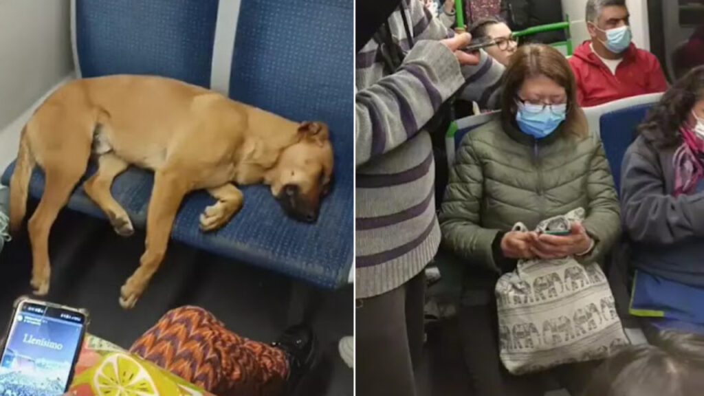 Cachorrinho adormece em assento e passageiros não se incomodam em viajar em pé para não atrapalhá-lo
