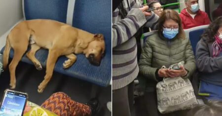 Cachorrinho adormece em assento e passageiros não se incomodam em viajar em pé para não atrapalhá-lo