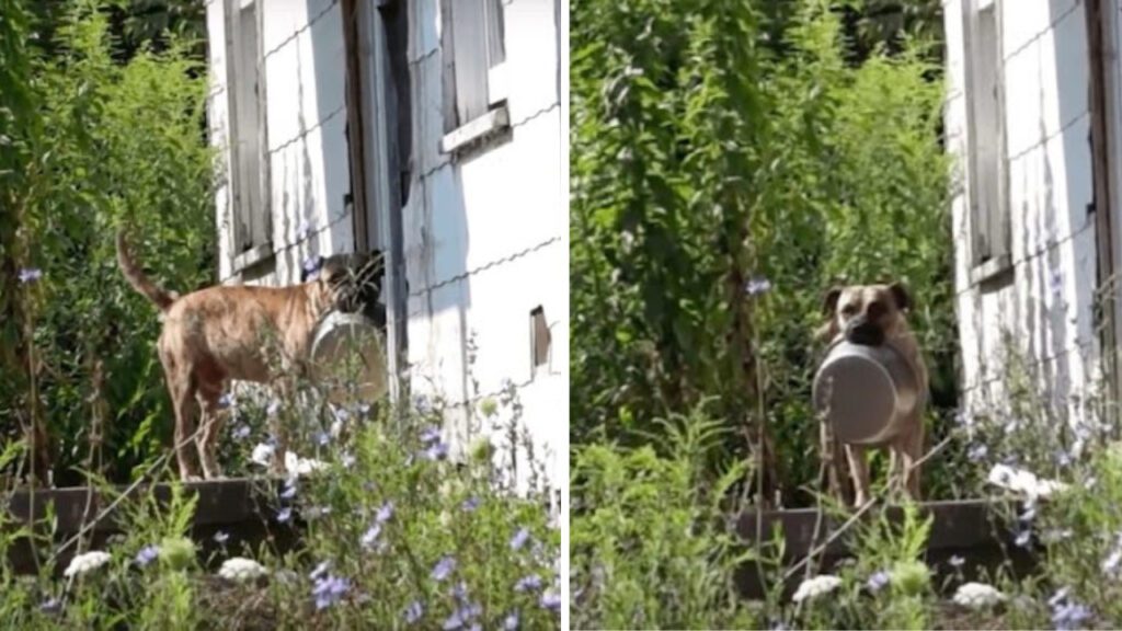 Cachorrinho de rua sempre é visto com sua tigela de comida vazia