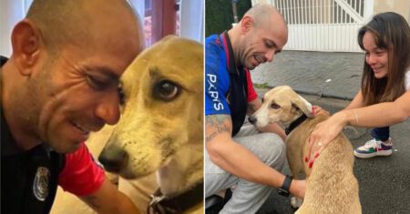Após passar 45 dias desaparecido, família reencontra cachorro perdido pelas ruas de SP