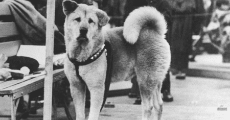 A história de Hachiko, o cão fiel que esperou 10 anos pelo dono falecido