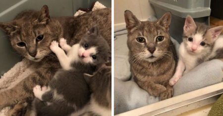 Mamãe gata finalmente se sente calma após encontrar um lar para seus filhotes