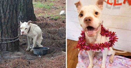 Cachorrinho que passou anos sozinho ao ar livre ganhou uma nova família e agora é muito amado