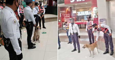 Cachorro que visitava diariamente shopping é adotado e se torna ‘segurança’ do local
